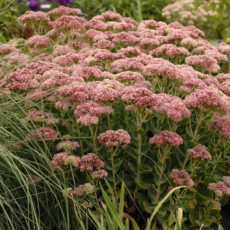  August Afternoons Pre-Planned Garden