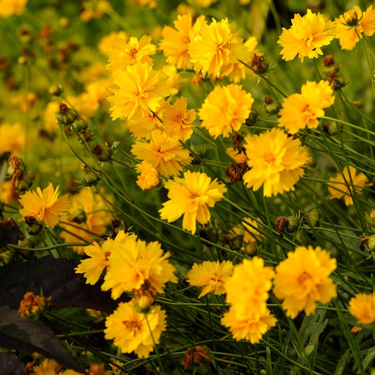  Sunray Coreopsis