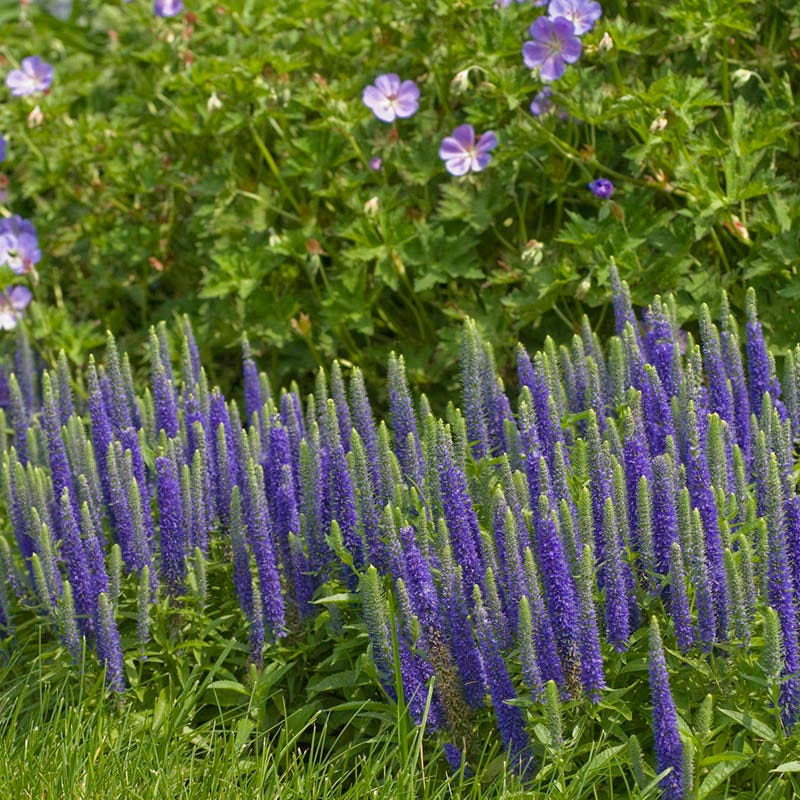  Butterfly Paradise Pre-Planned Cottage Garden