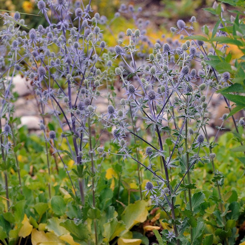  Blue Glitter Sea Holly (Eryngium)