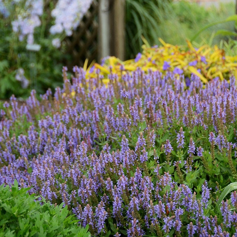  Blue Hill Salvia