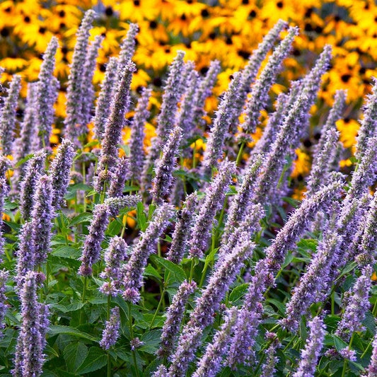  Blue Fortune Agastache
