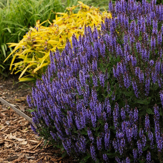  Blue Hill Salvia