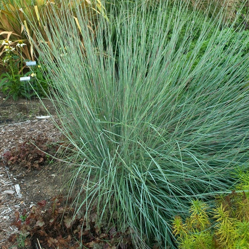  Prairie Blues Little Bluestem Grass