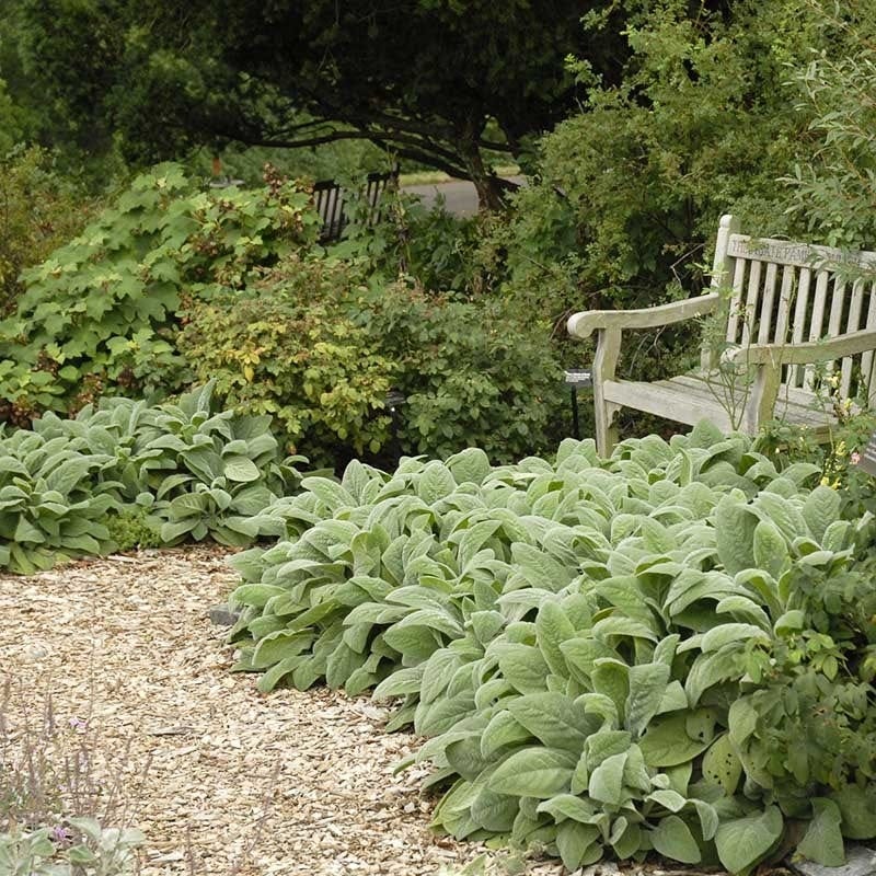  Fabulous Flowers & Foliage Shade Pre-Planned Garden