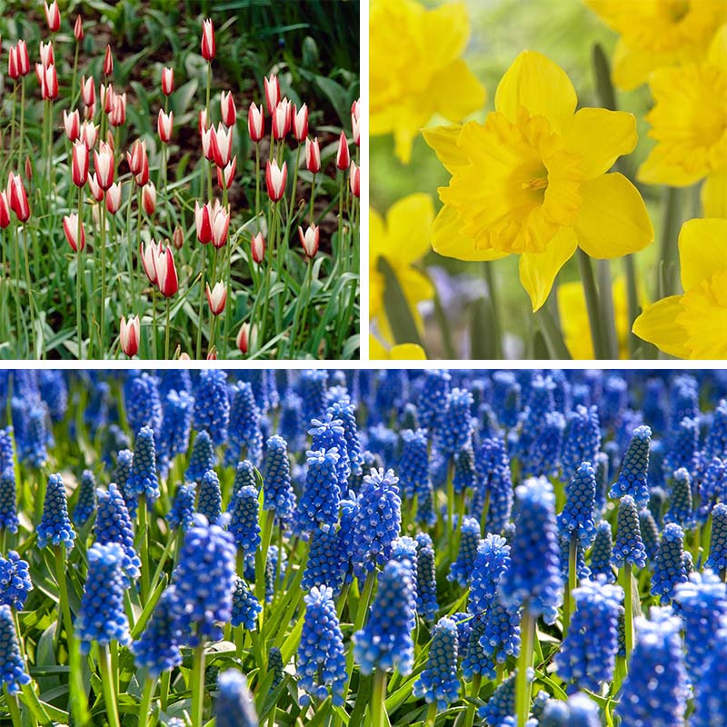  Waterwise Walkway Bulb Collection