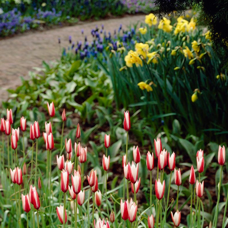 Waterwise Walkway Bulb Collection