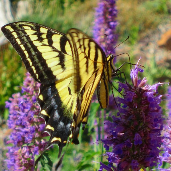  Blue Blazes Agastache