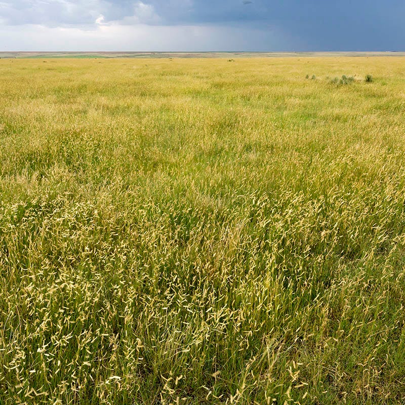  Western Trails Native Grass Seed Mix