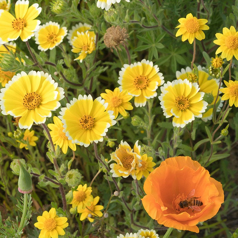  Western Xeriscape Wildflower Seed Mix