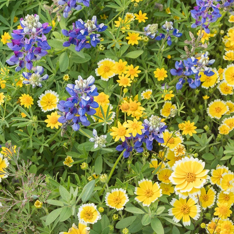  Western Xeriscape Wildflower Seed Mix
