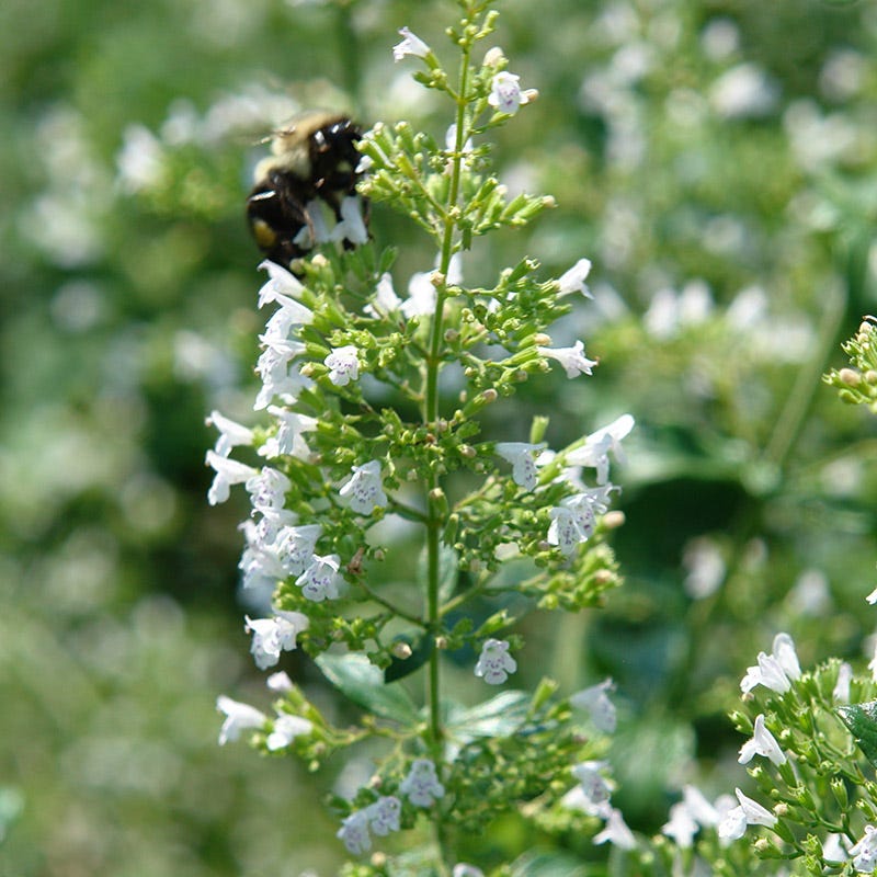  White Cloud Calamintha