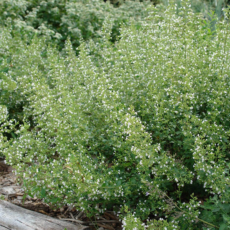  White Cloud Calamintha