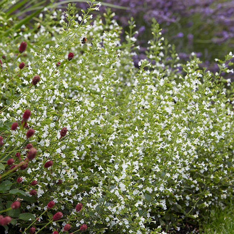  White Cloud Calamintha