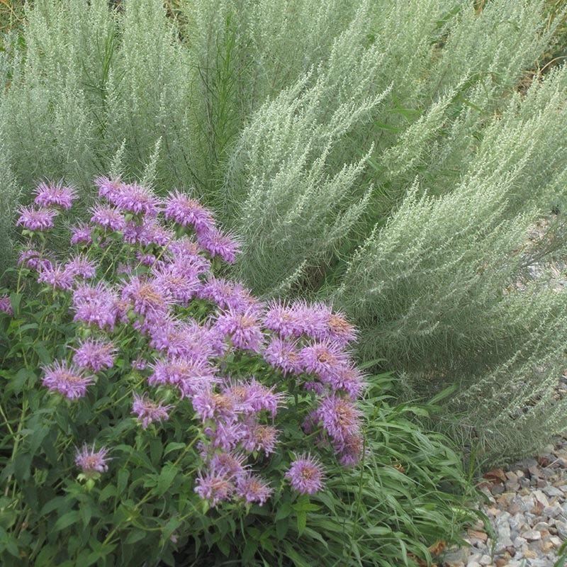 Wild Bergamot (Wichita Mountains Form)