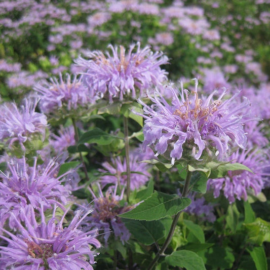  Wild Bergamot (Wichita Mountains Form)