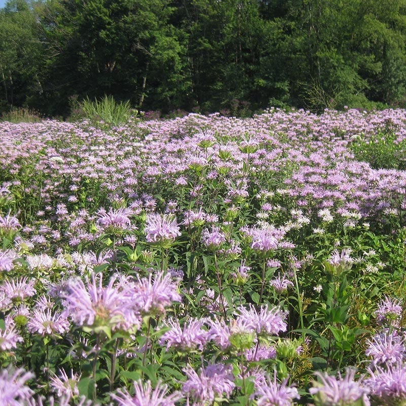  Wild Bergamot (Wichita Mountains Form)