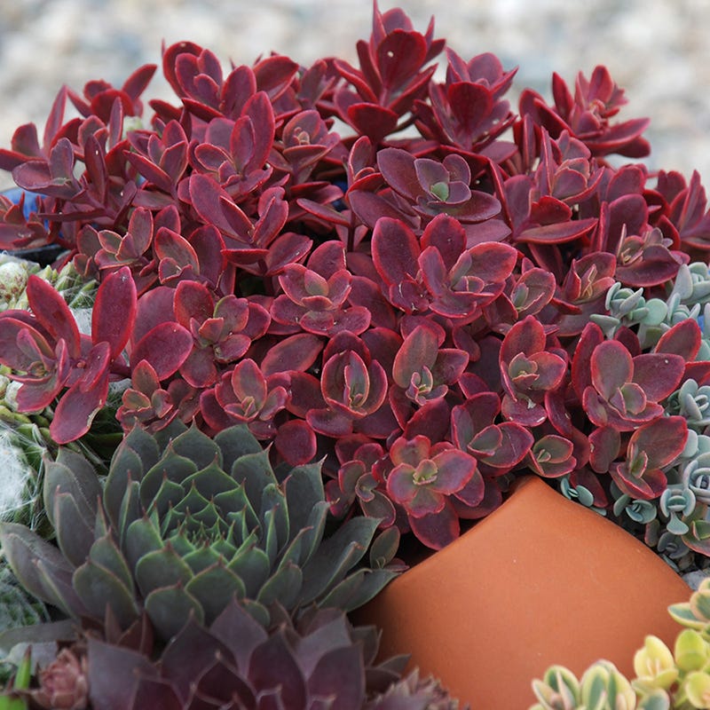  SunSparkler® Sedum Collection