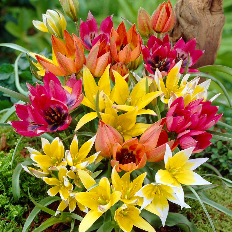  Rock Garden Bulb Collection