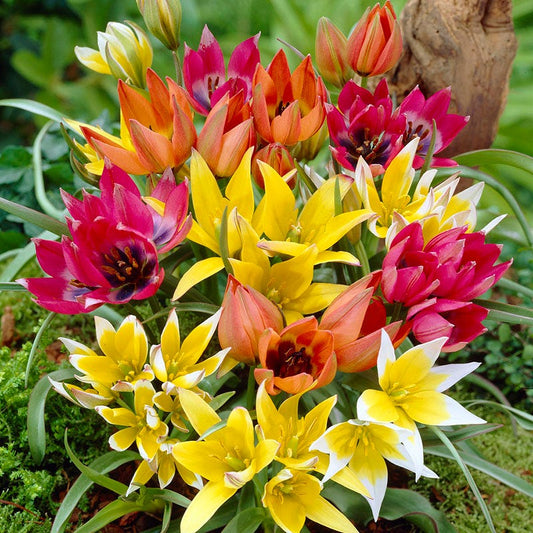 Rock Garden Bulb Collection