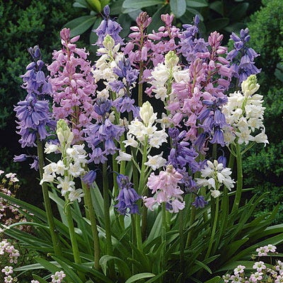  Wood Hyacinth Mix (Spanish Bluebells)