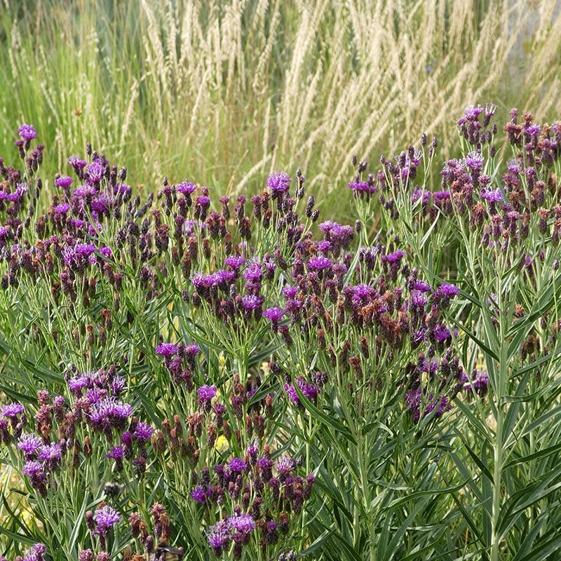  Woolly Ironweed (Vernonia)