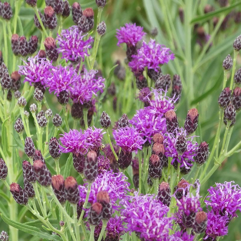  Woolly Ironweed (Vernonia)