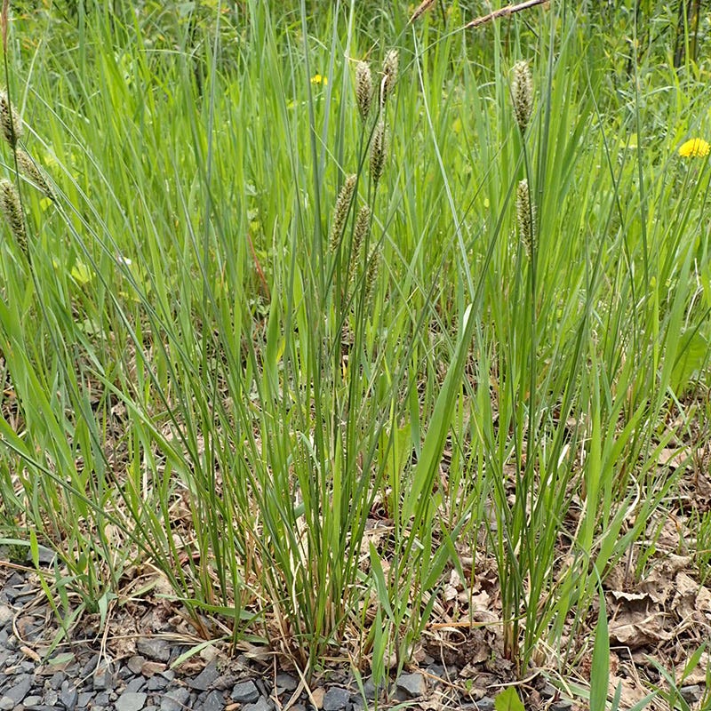  Woolly Sedge