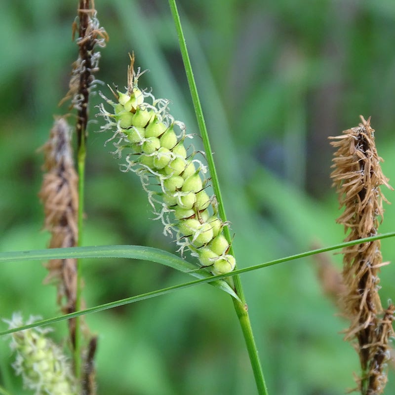  Woolly Sedge