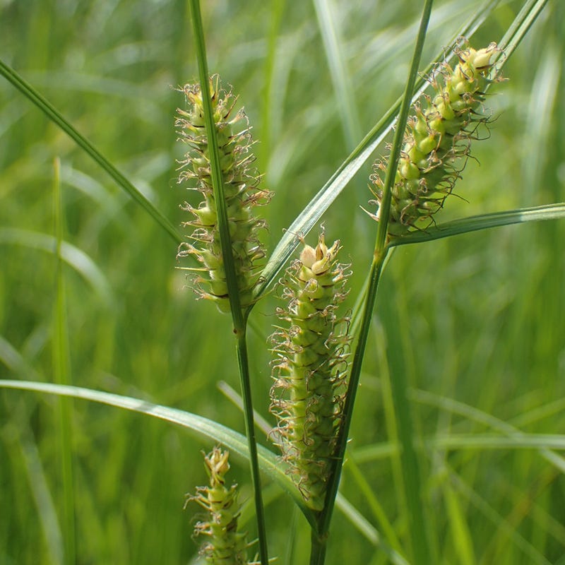  Woolly Sedge