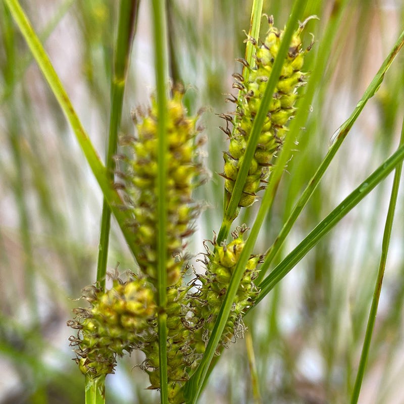  Woolly Sedge