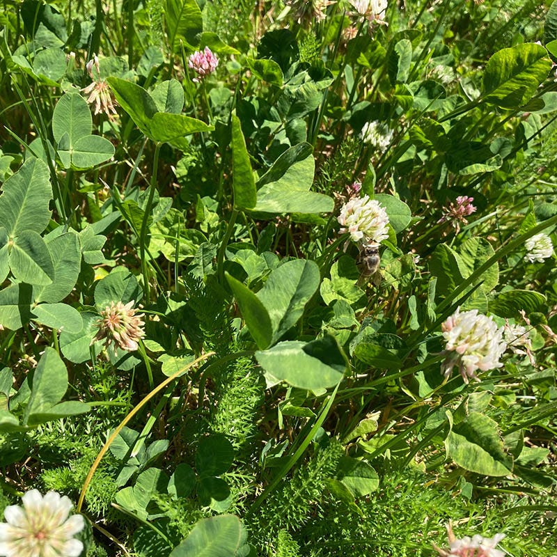  Xeriscape Clover Lawn Seed Mix