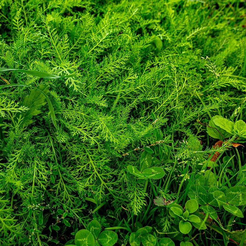  Xeriscape Clover Lawn Seed Mix
