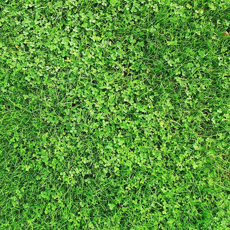  Xeriscape Clover Lawn Seed Mix
