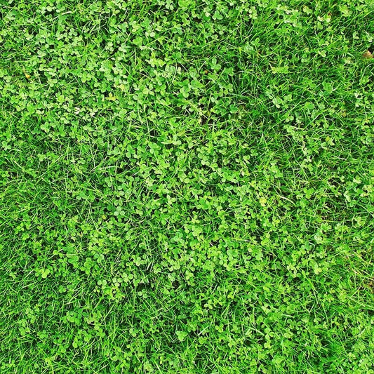  Xeriscape Clover Lawn Seed Mix
