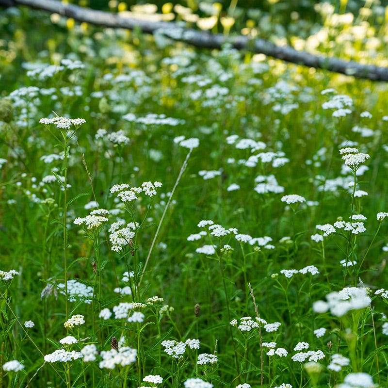  Xeriscape Clover Lawn Seed Mix