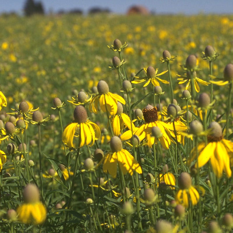  Dry Area Wildflower Seed Mix