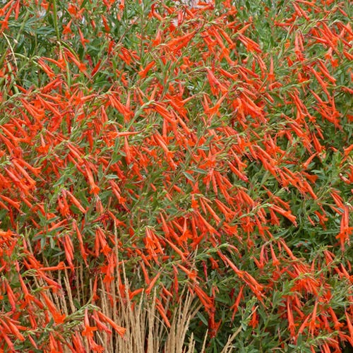  Sky Island Orange Hummingbird Trumpet (Zauschneria)