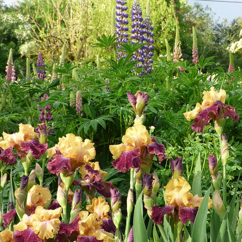  Ziggy Reblooming Bearded Iris