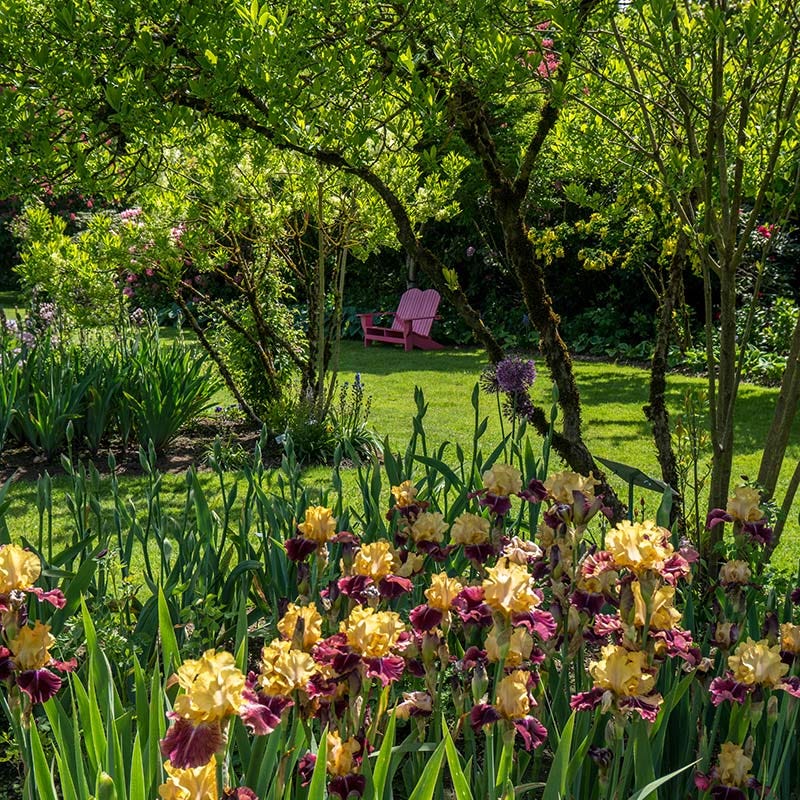 Ziggy Reblooming Bearded Iris